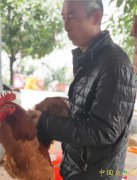 阆中市伊甸园家庭农场高质量发展土鸡土
